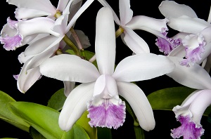 Cattleya intermedia coerulea 'G7G0' AM